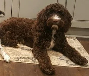Ivy, Springerdoodle Mom
