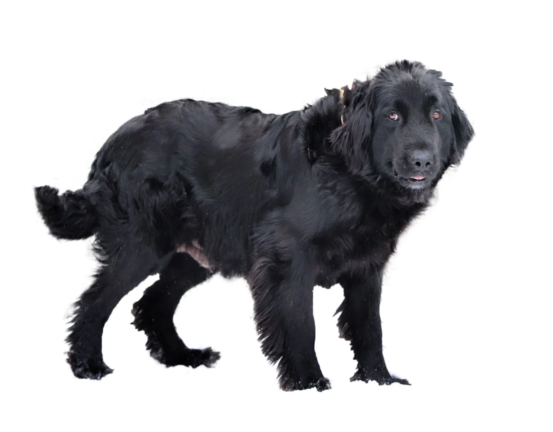 Carla, the Newfoundland mom