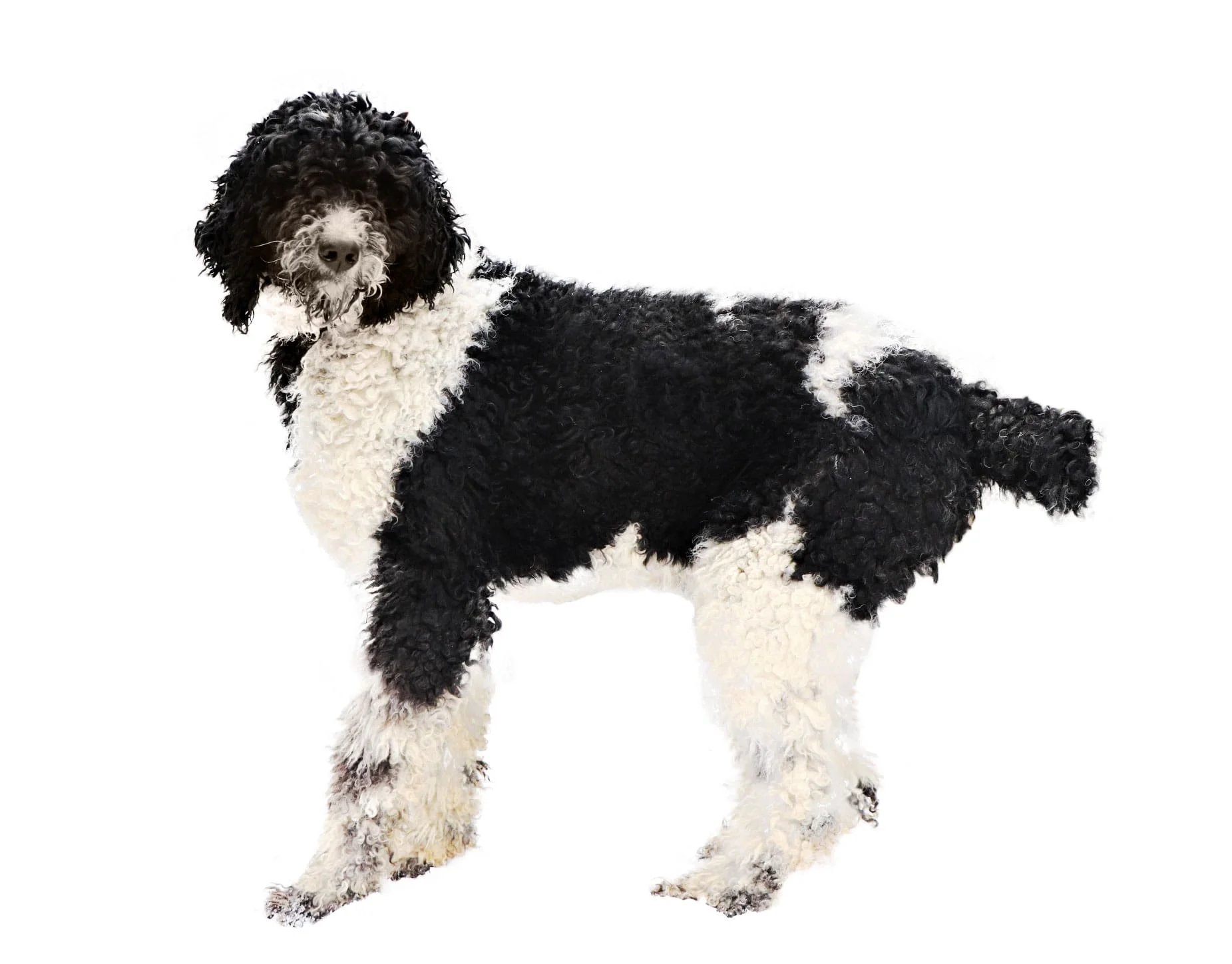 Miles, the Poodle dad