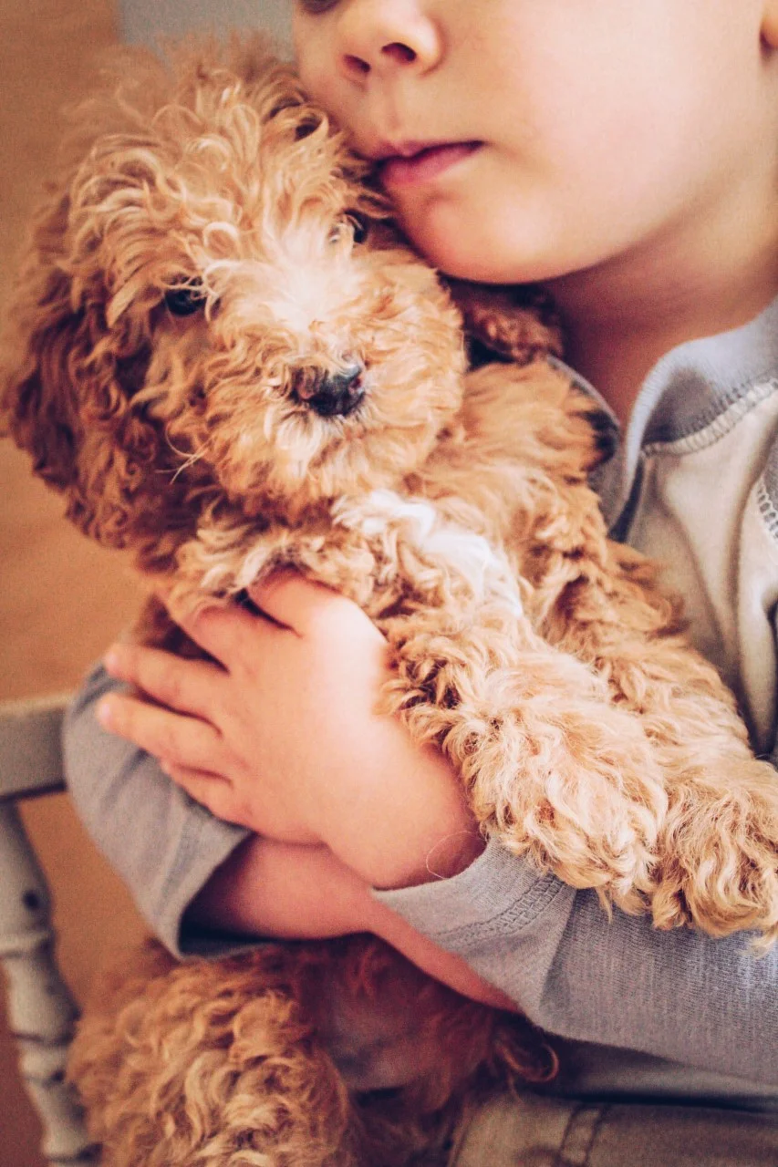 Standard And Mini Goldendoodles For Sale Reasonable Adoption Fees