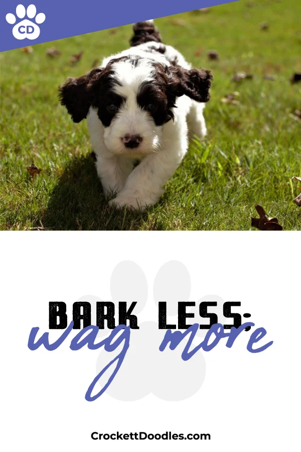 360962_BarkLessWagMore_1_030519.jpg