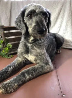 Lilac, the Aussiedoodle mom