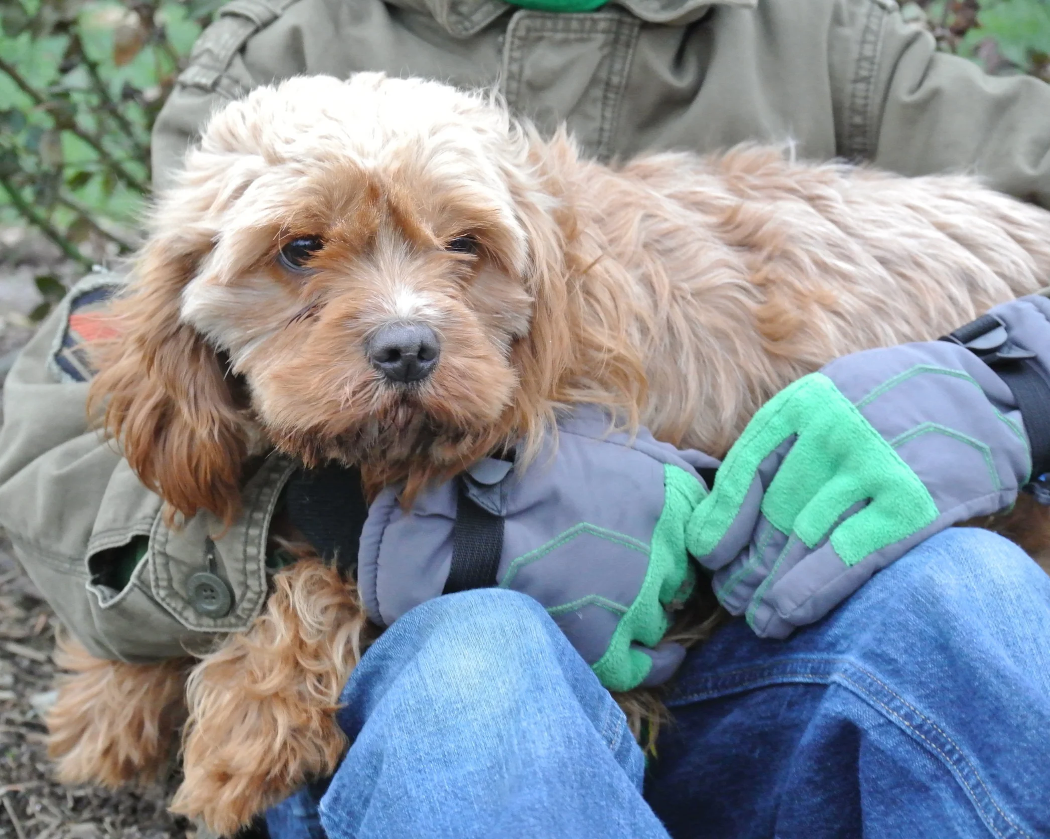 Male Cavapoo dad
