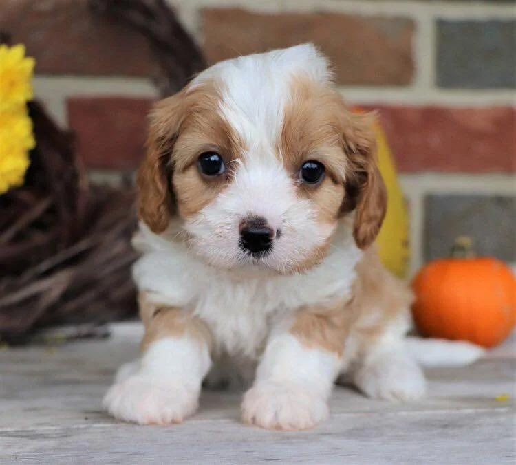 Name this Cavapoo to be entered for the $100 drawing