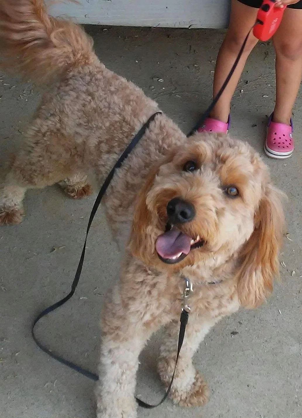 Blue, the mini Goldendoodle dad
