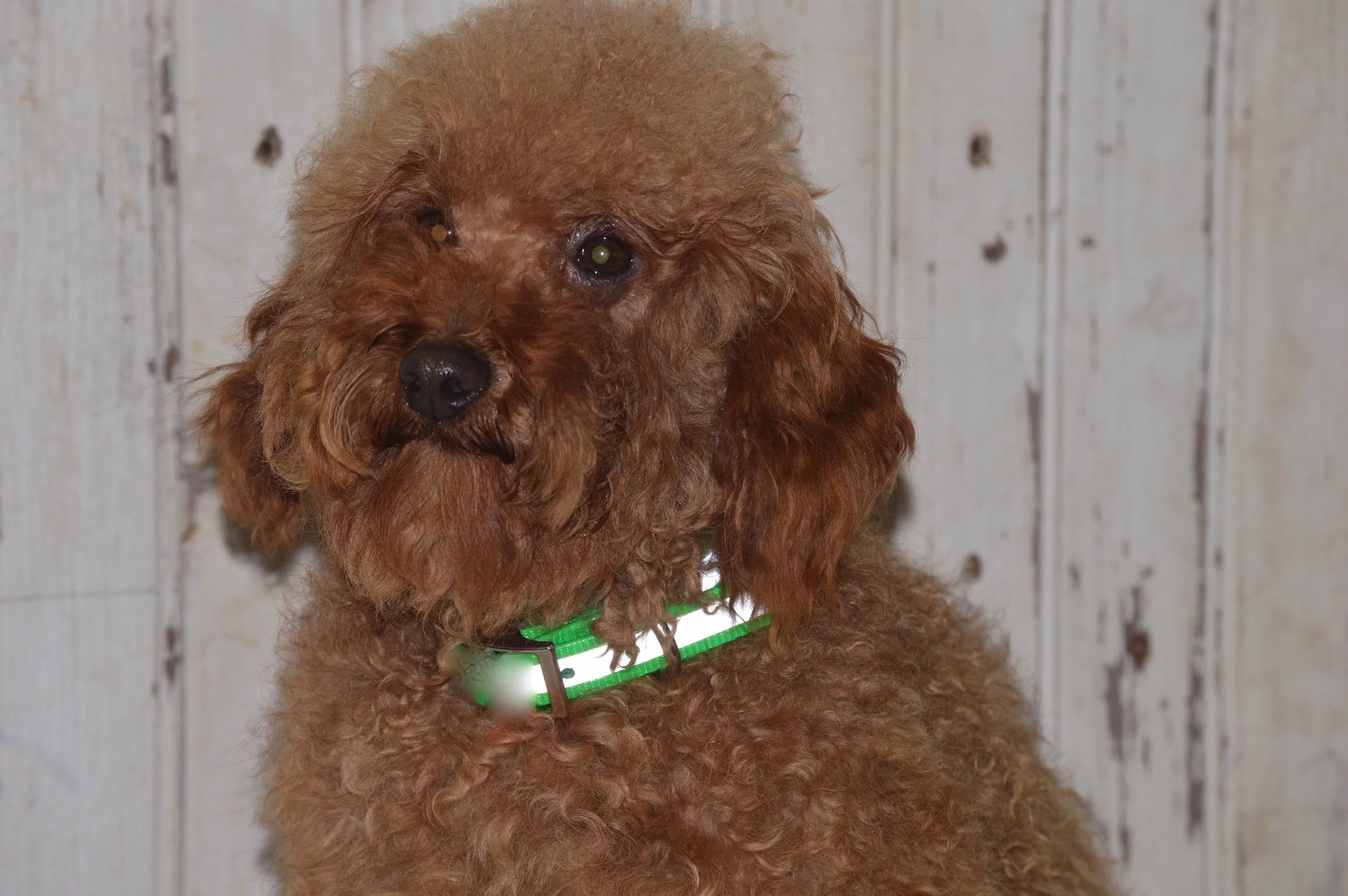Teddy, the Mini Poodle dad