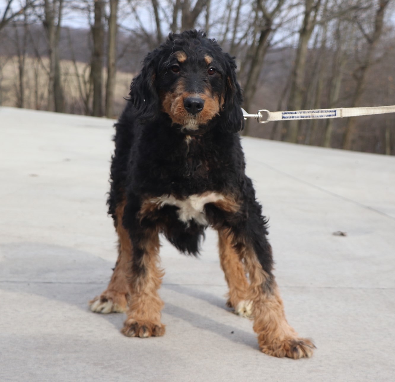 Daisy, the Bernedoodle mom