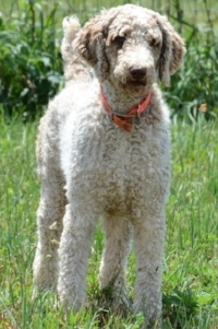 standard Poodle dad