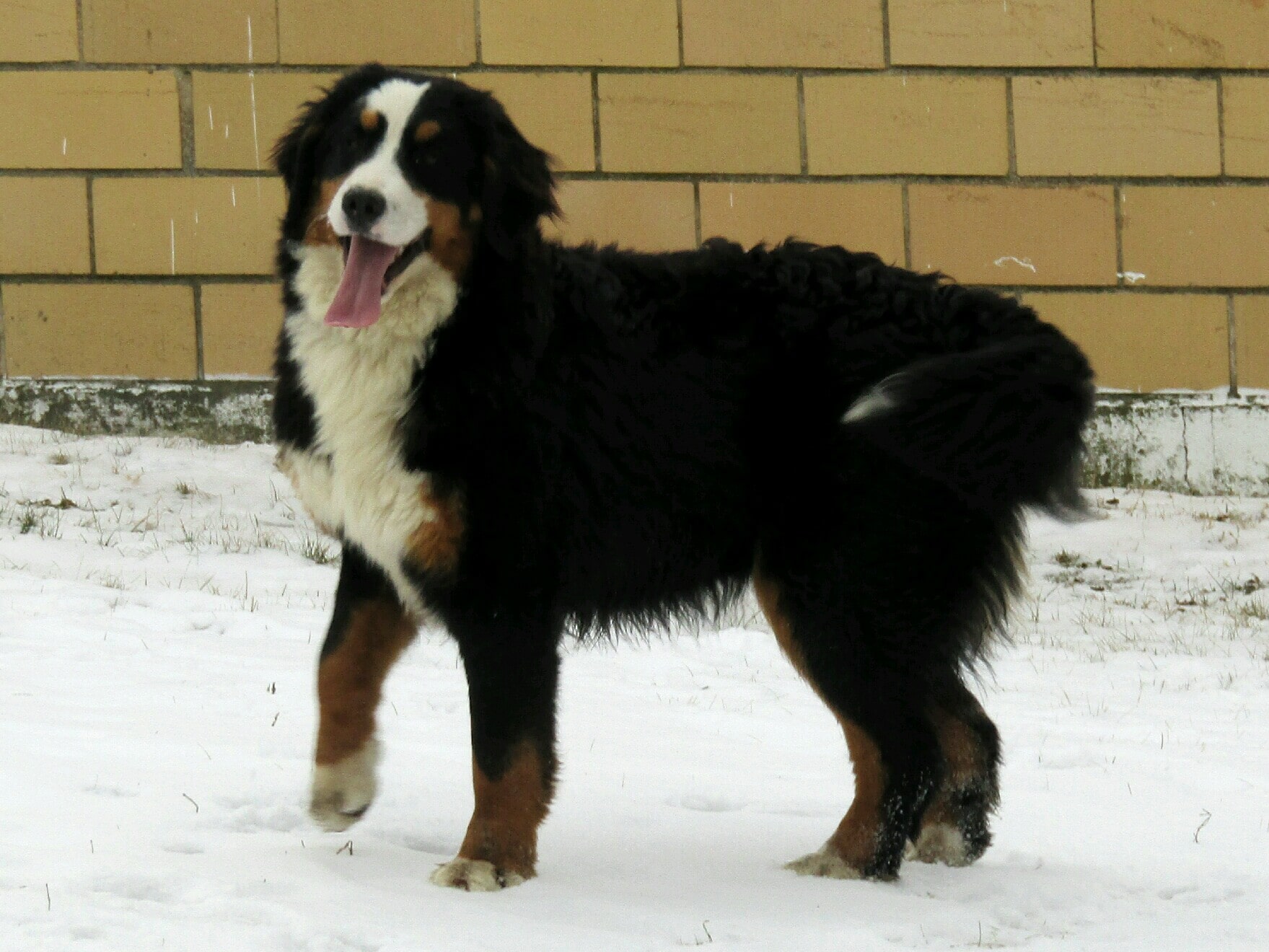Sophie, the Bernese Mountain Dog mom