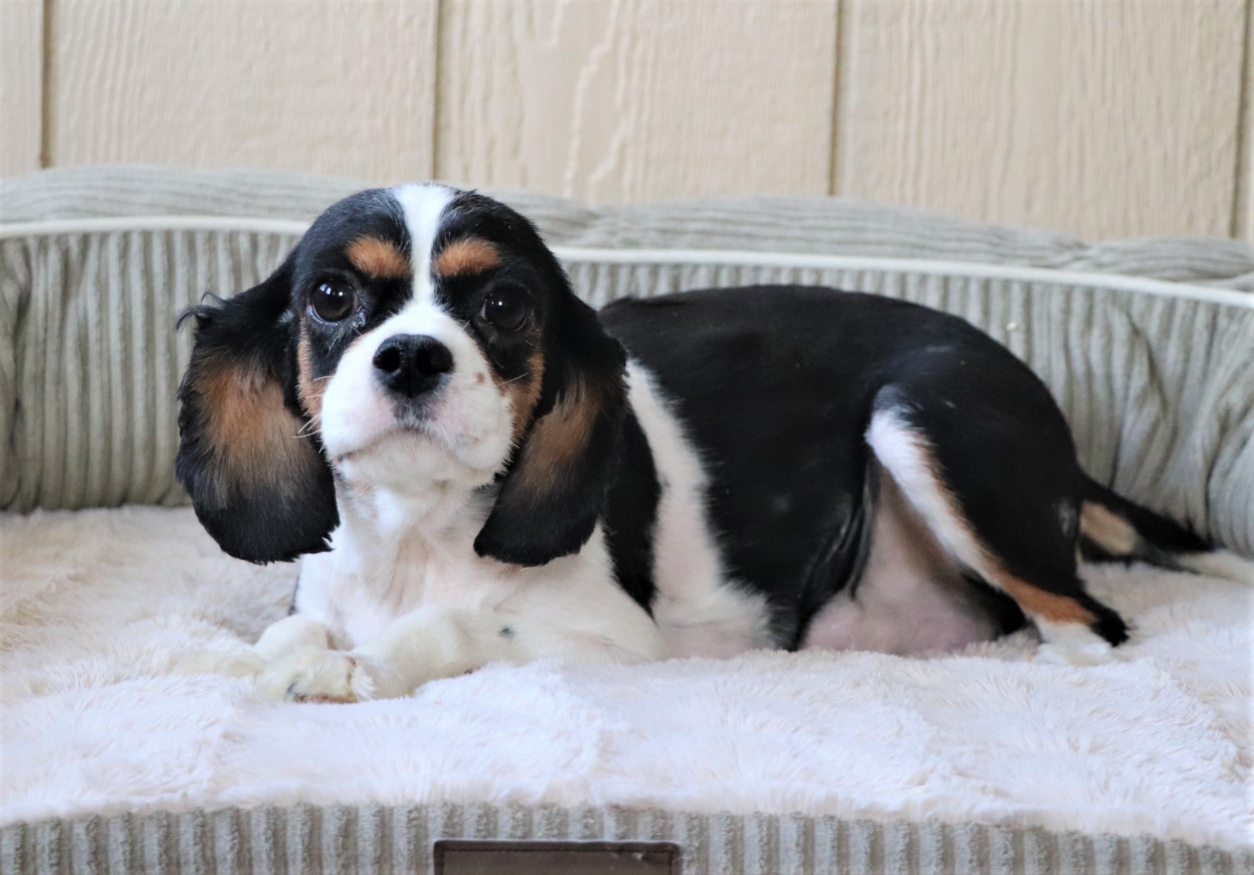 Cuddles, the Cavalier mom