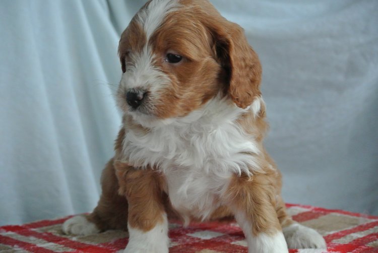 51 Top Pictures Family Bred Puppies Better Business Bureau : Nelli: Mal-Shi - Malshi puppy for sale near Sioux City ...