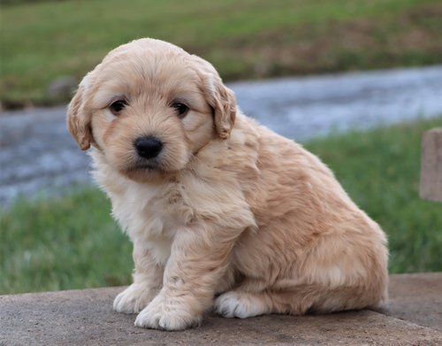 golden maltipoo