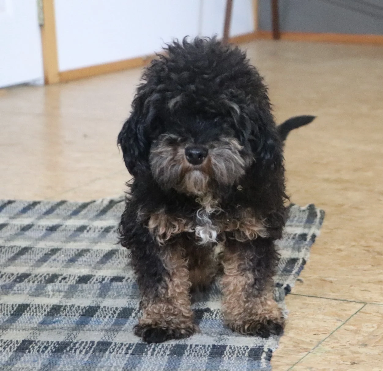 Benson, the Mini Poodle dad