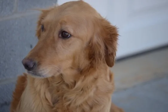Frisky, the Golden Retriever mom