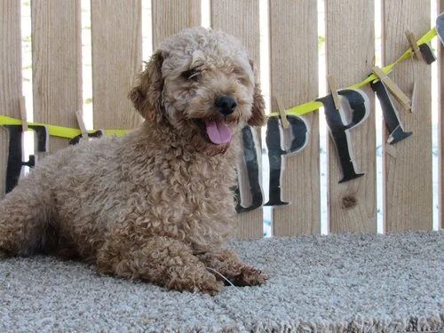 mini Poodle dad