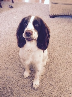 Chloe, the English Springer Spaniel mom