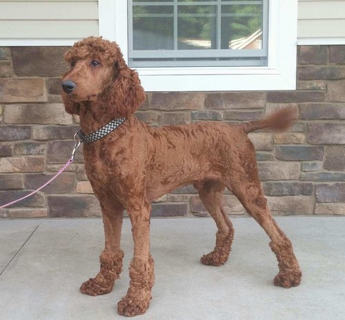 red Poodle dad
