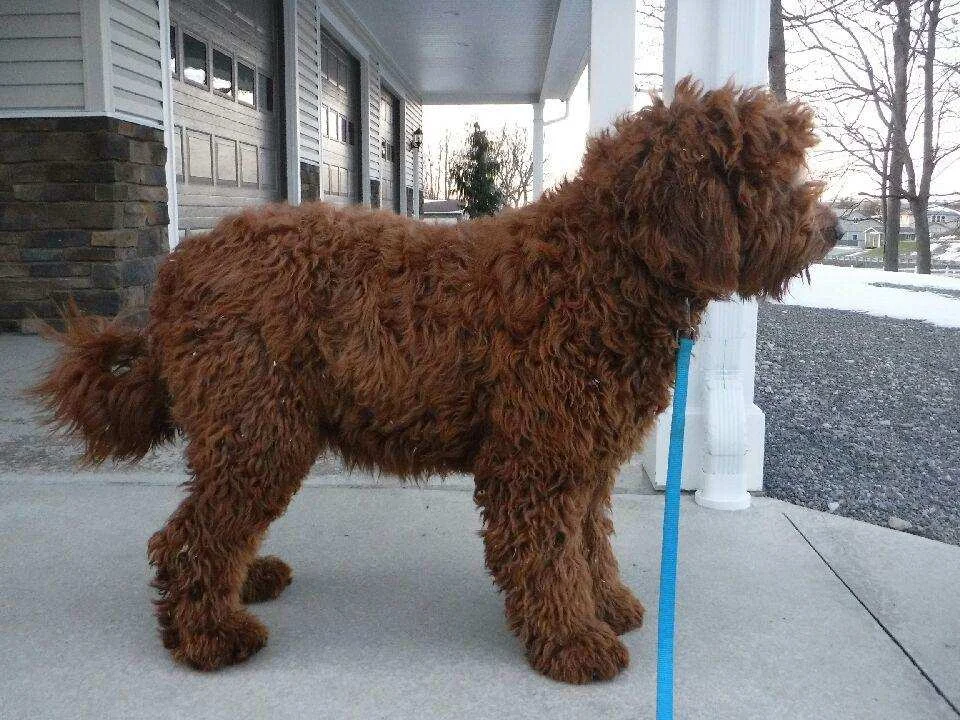 red Goldendoodle mom