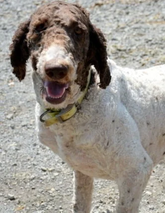 Standard Poodle Dad