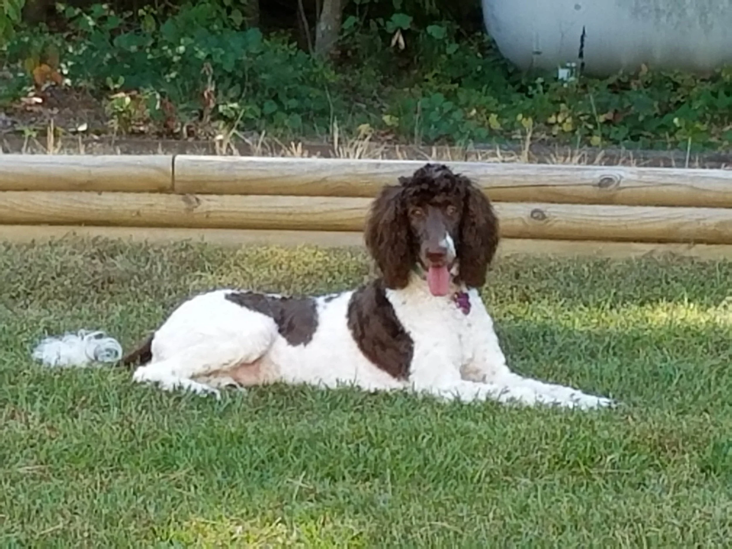 Molly, the Poodle mom