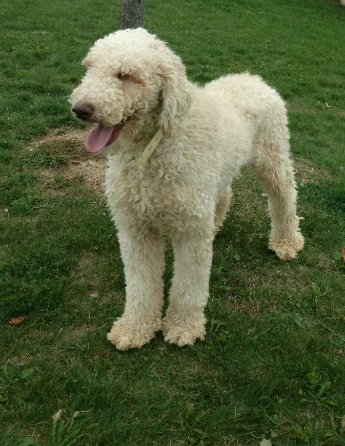 Poodle dad