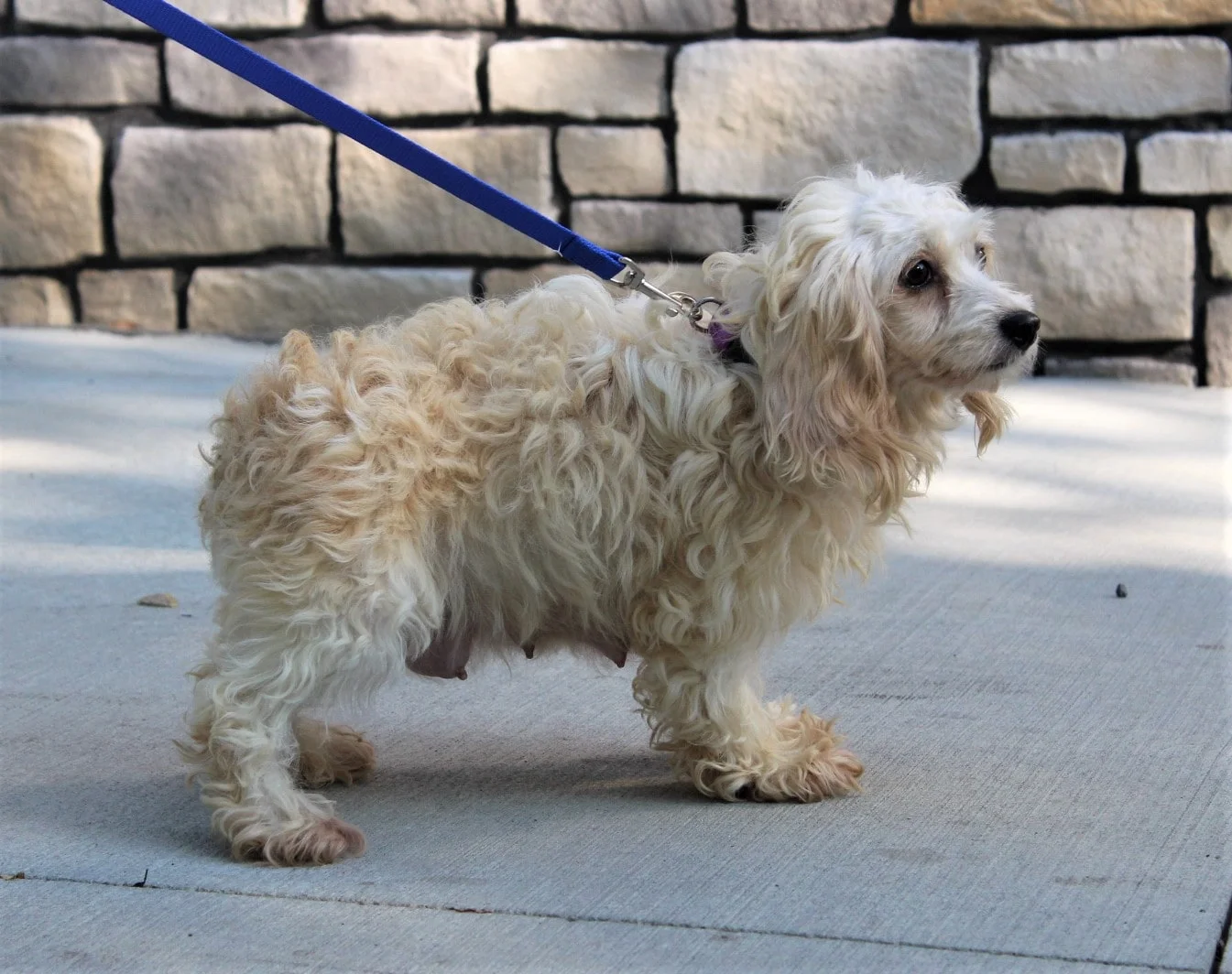 The Cockapoo mom