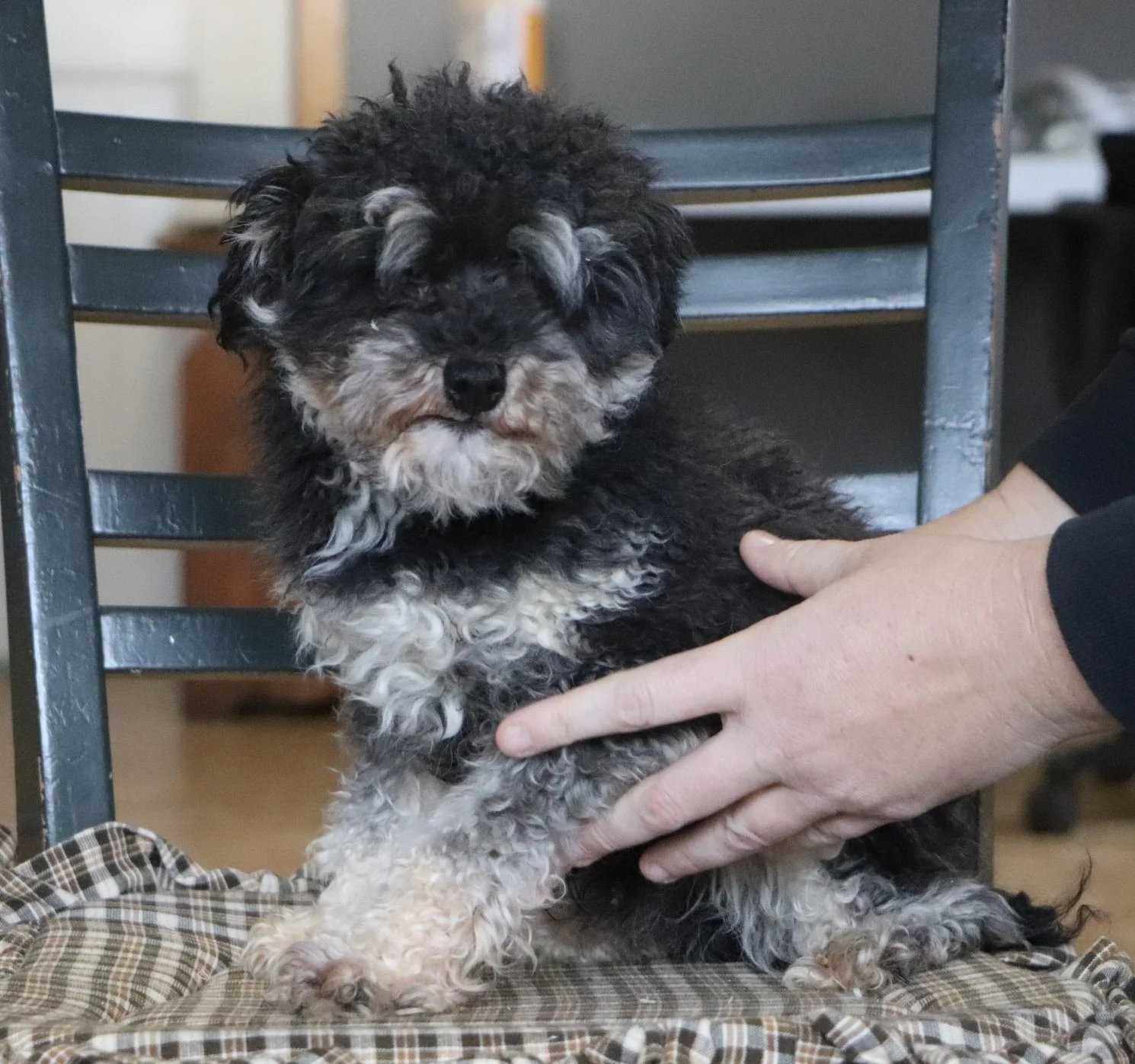 the Mini Poodle dad