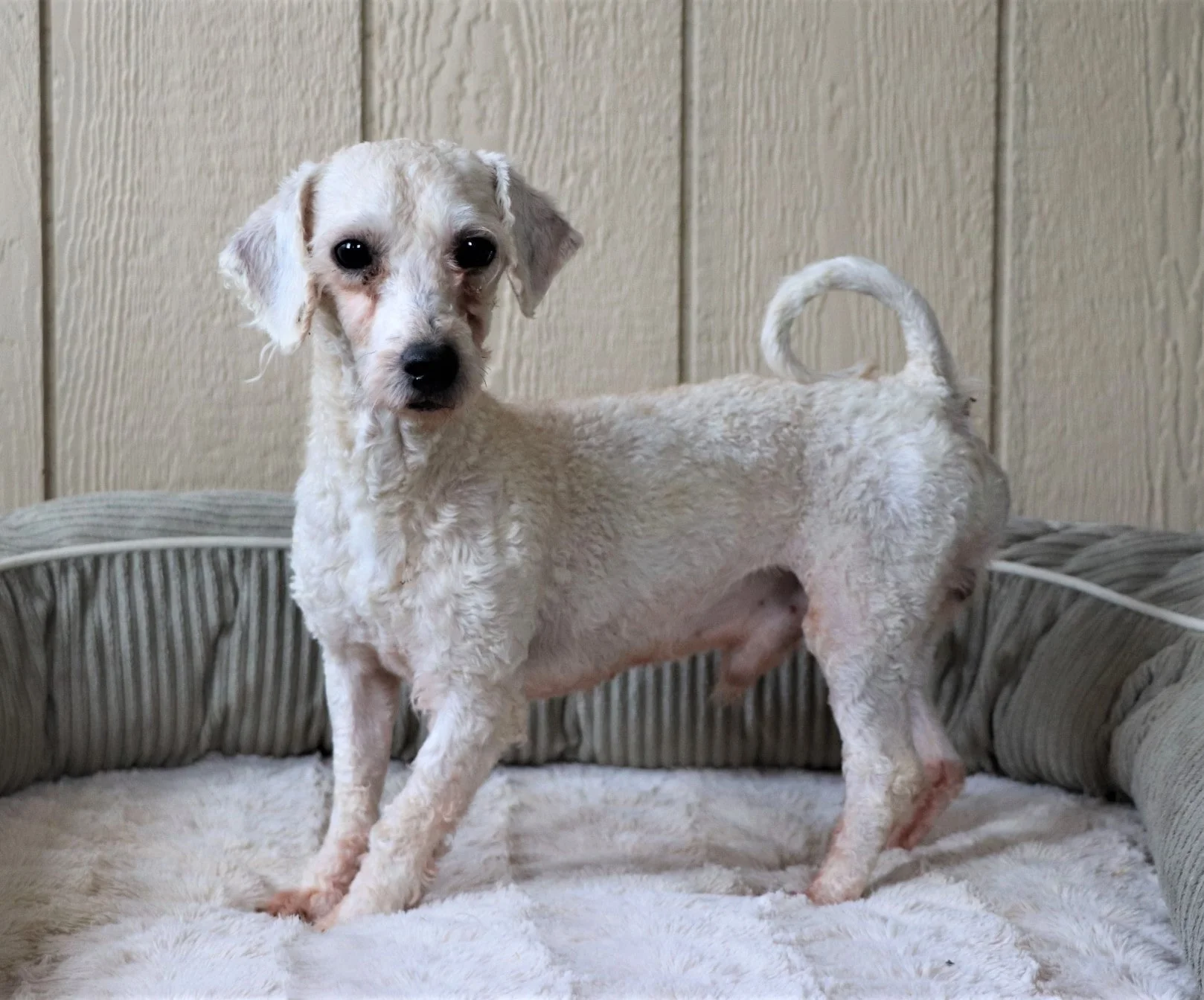 Teddie, the Mini Poodle dad