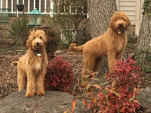Chloe, the Labradoodle mom (on the right)