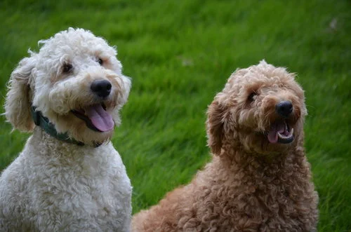 Tucker, mini Goldendoodle dad (on the left)