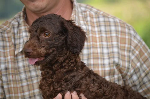 mini Poodle dad