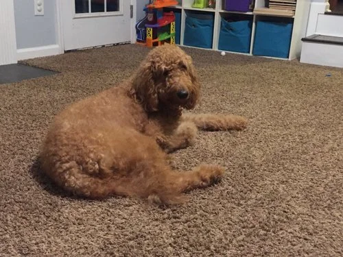 Goldendoodle mom