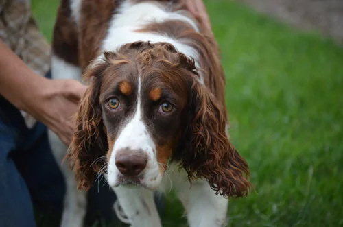 English Springer Spaniel mom