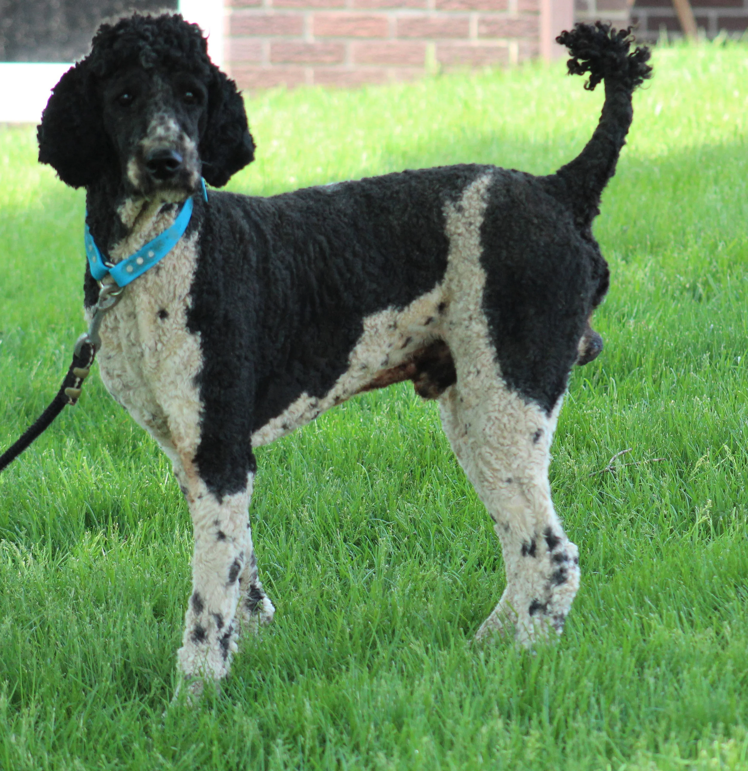 Poodle dad