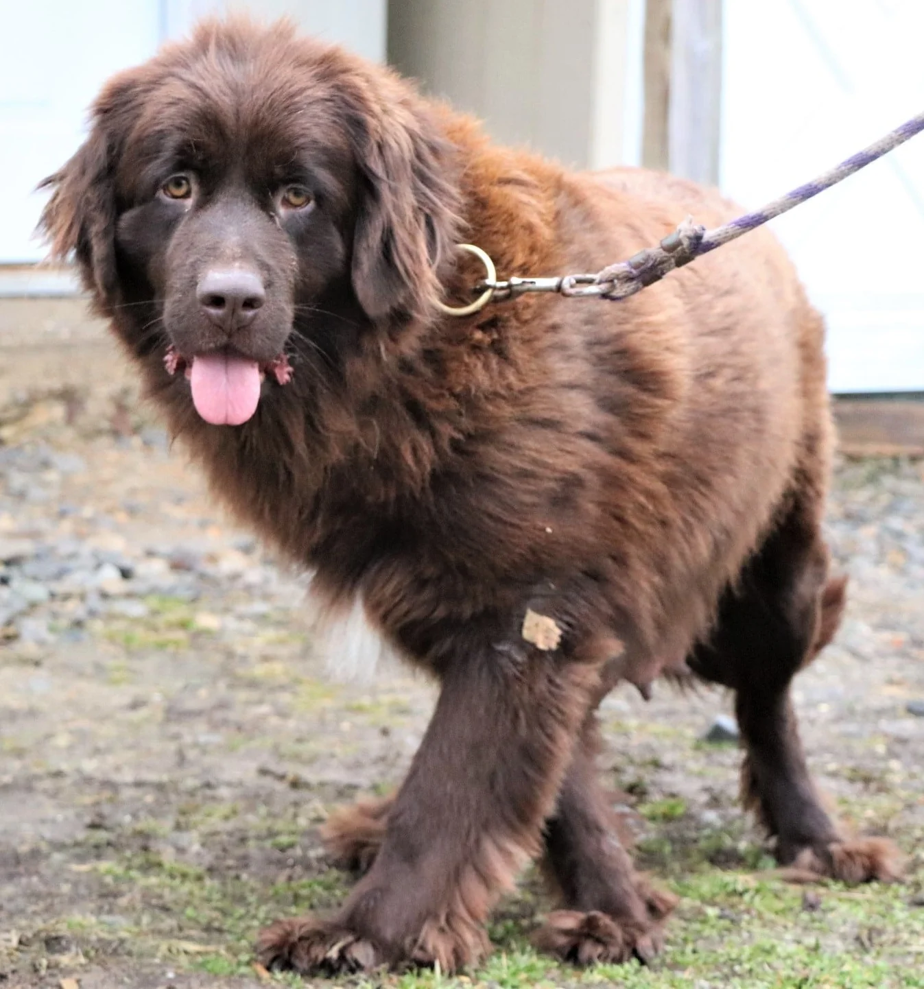 Fay, the Newfoundland mom