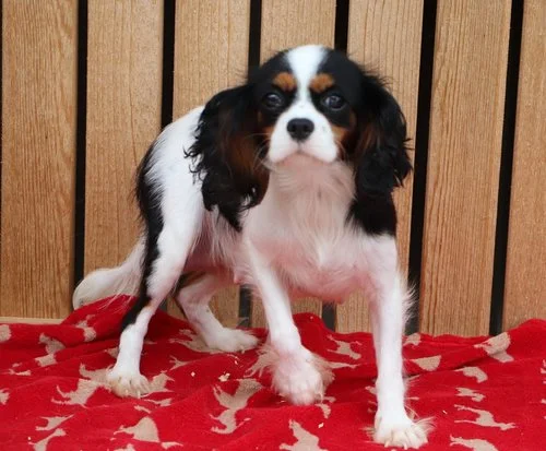Cavalier mom