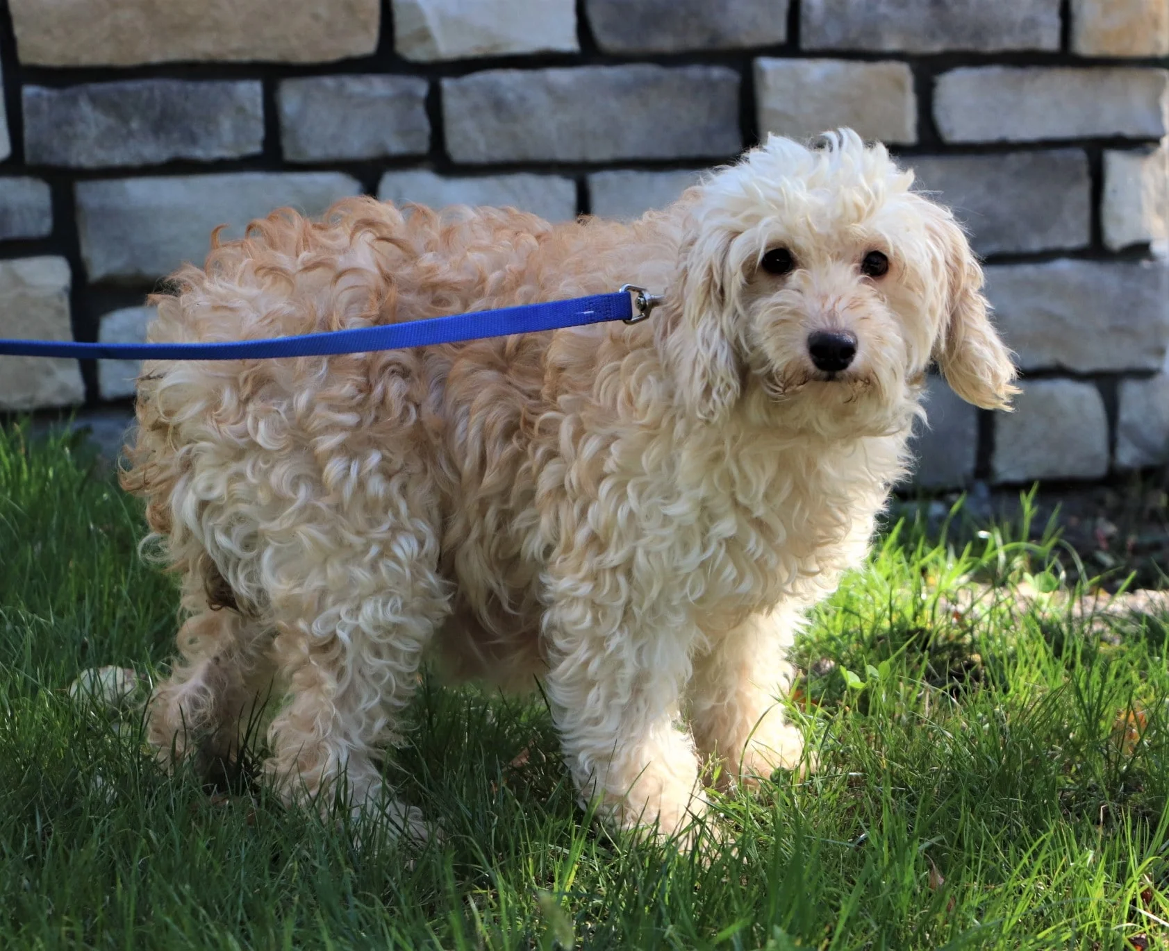 The Goldendoodle mom