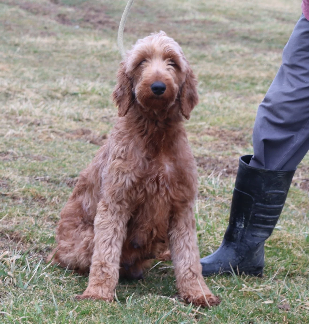The Standard Goldendoodle mom