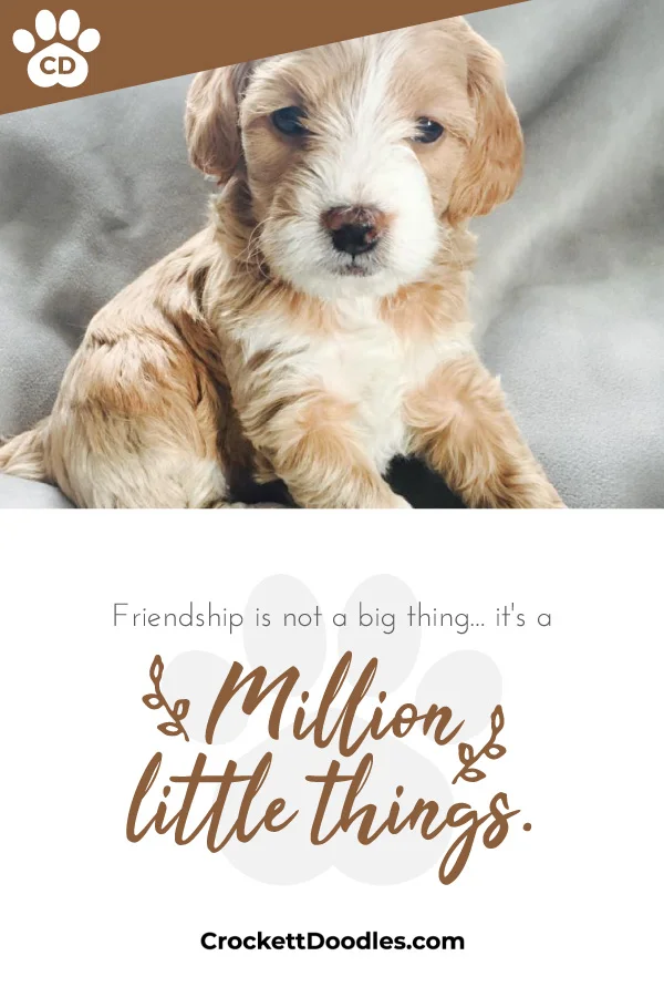 toy-goldendoodle-crockett-doodles.jpg