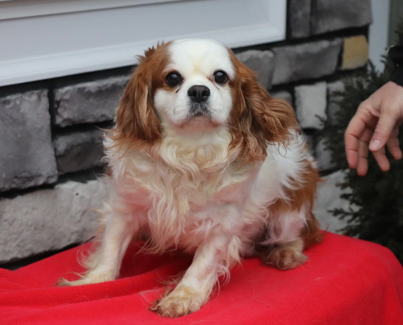 Cavalier King Charles Spaniel mom