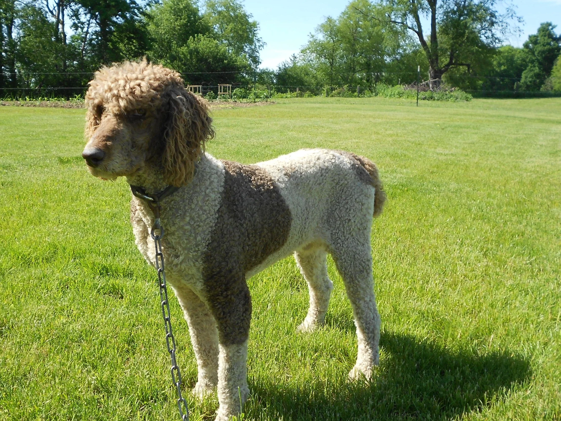 The Poodle dad