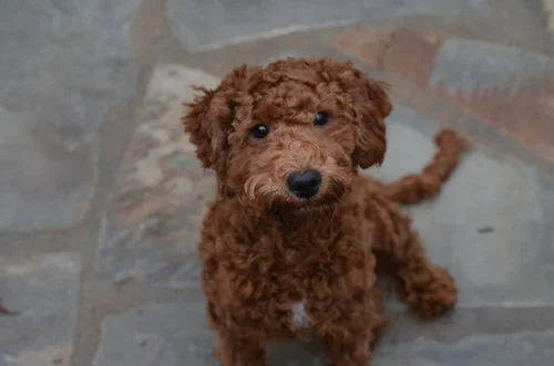 mini Poodle dad