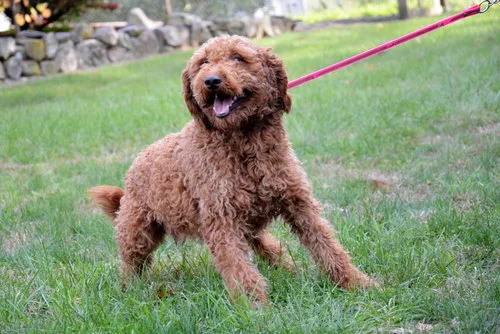 mini Goldendoodle mom