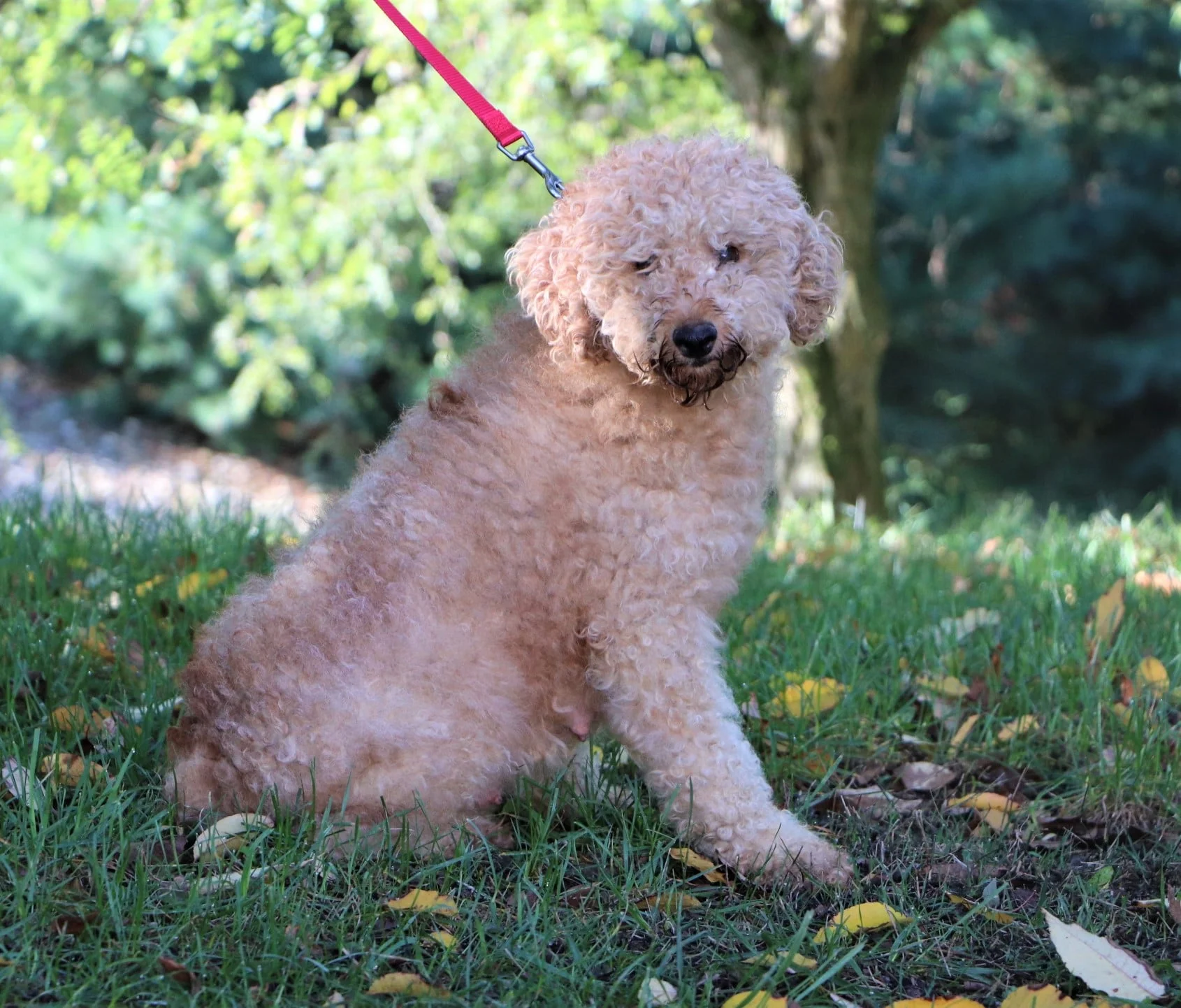 The Goldendoodle mom