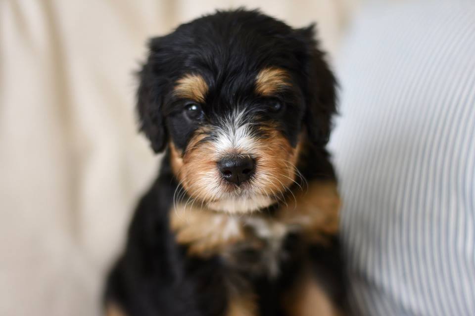 merle mini sheepadoodle