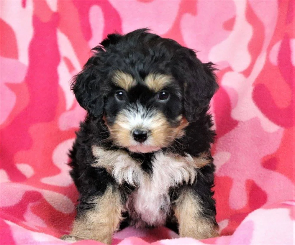 cute bernedoodle
