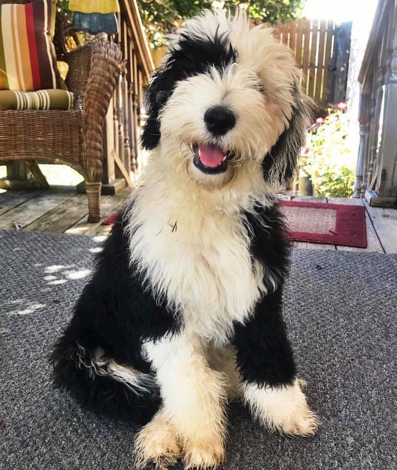 mini sheepadoodle adult