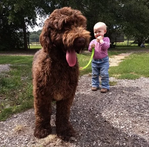 Chocolate Australian Labradoodle dad