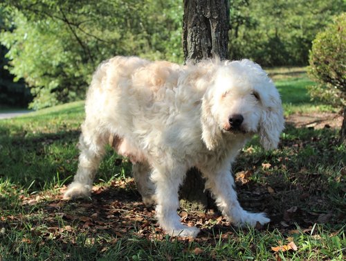 Goldendoodle mom
