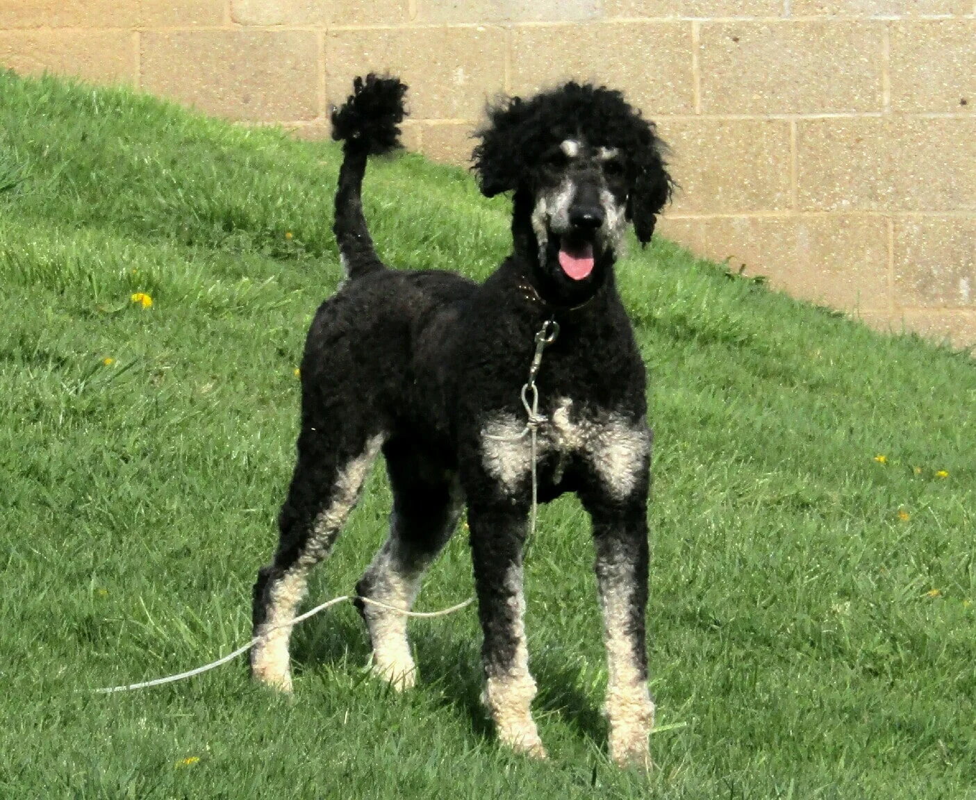 Clifford, the Poodle dad